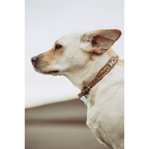 Clear side-profile photograph of a dog selected for a coloring book