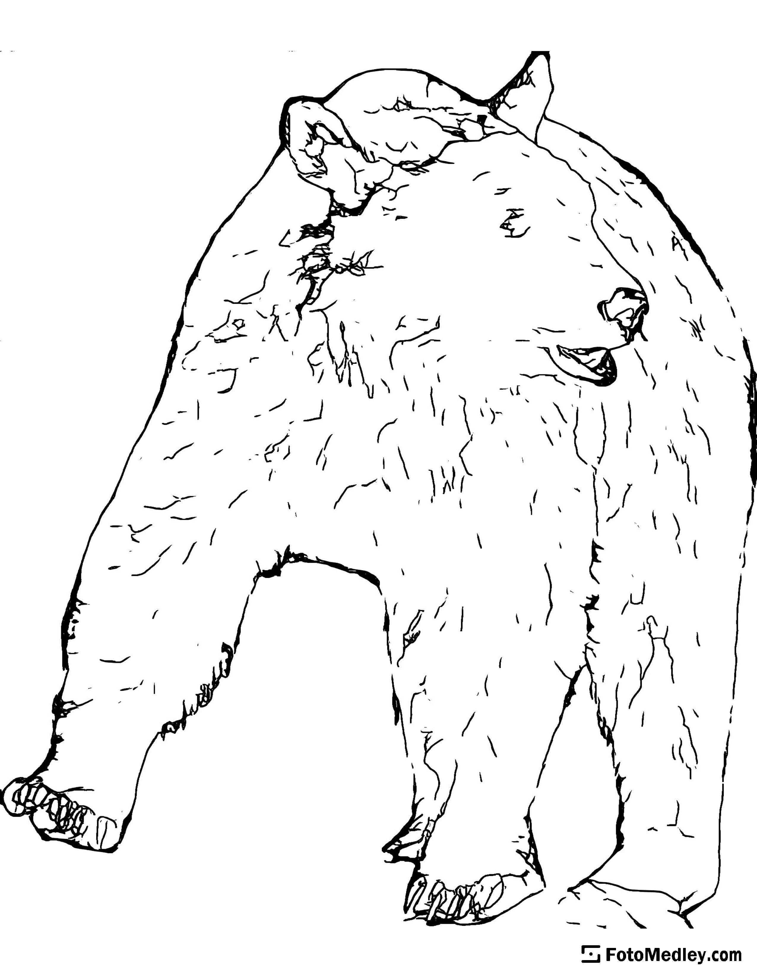 A coloring page of a bear wandering in the wild.