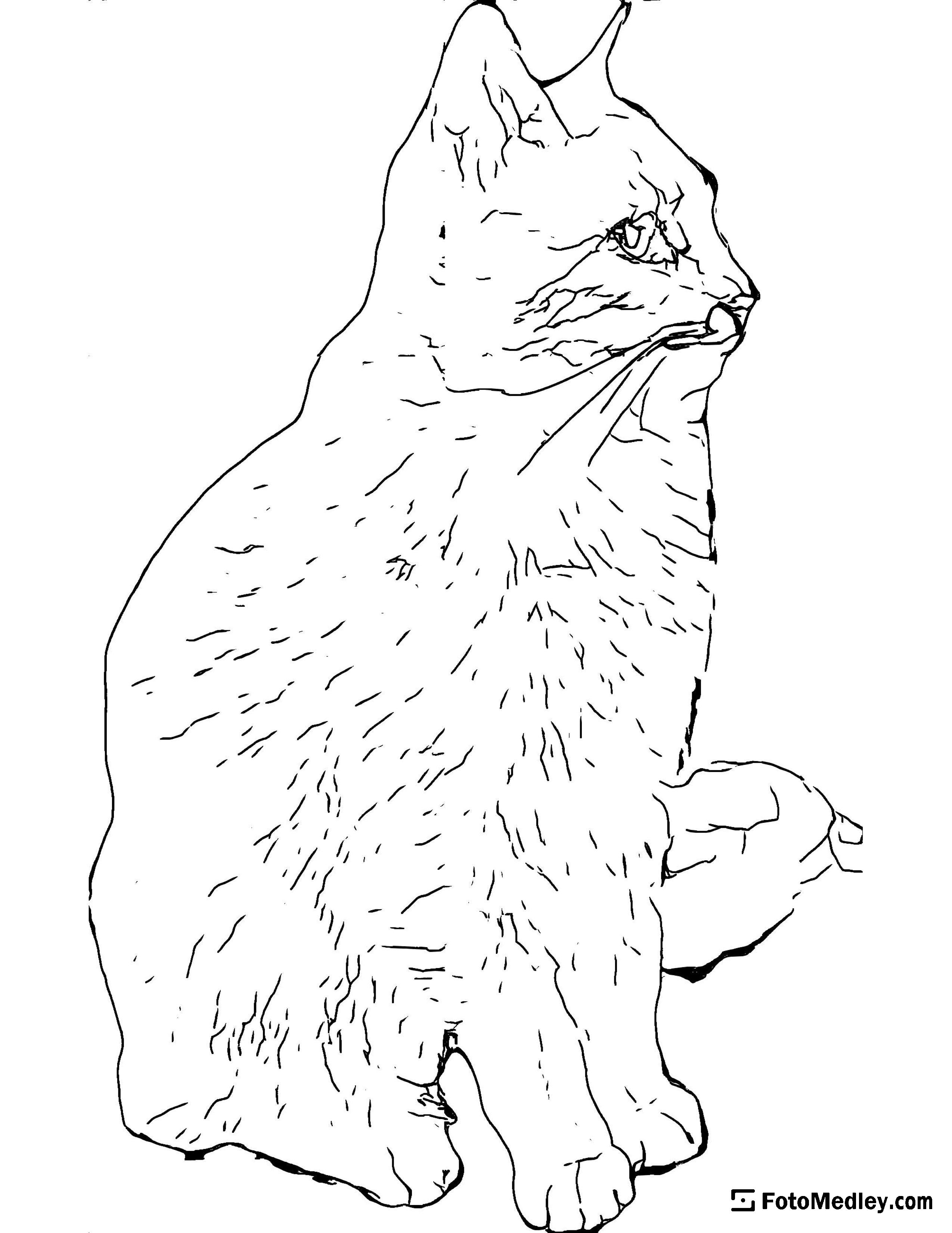 A coloring page of a cat sitting calmly, posing for a picture.