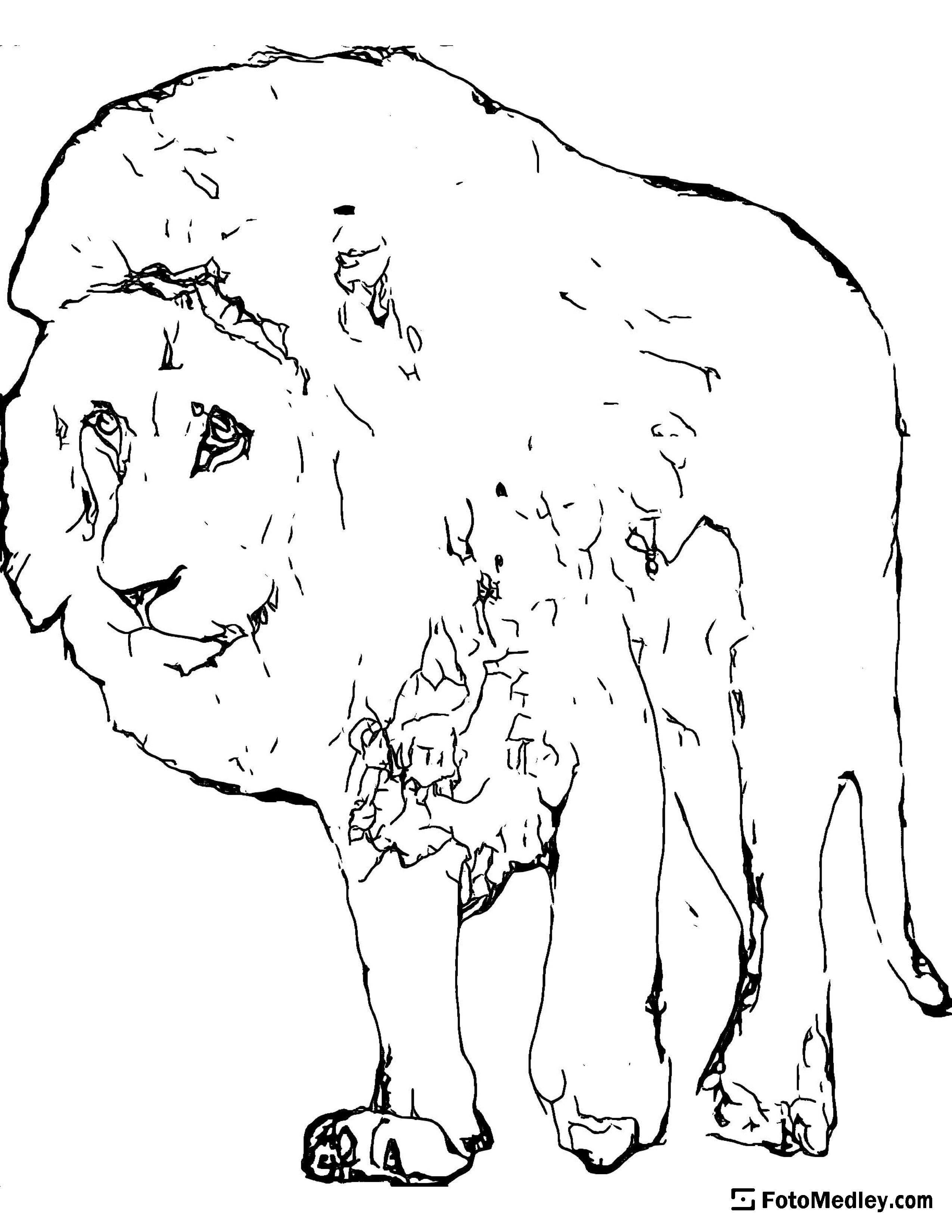 A coloring page of a large lion walking and looking forward.
