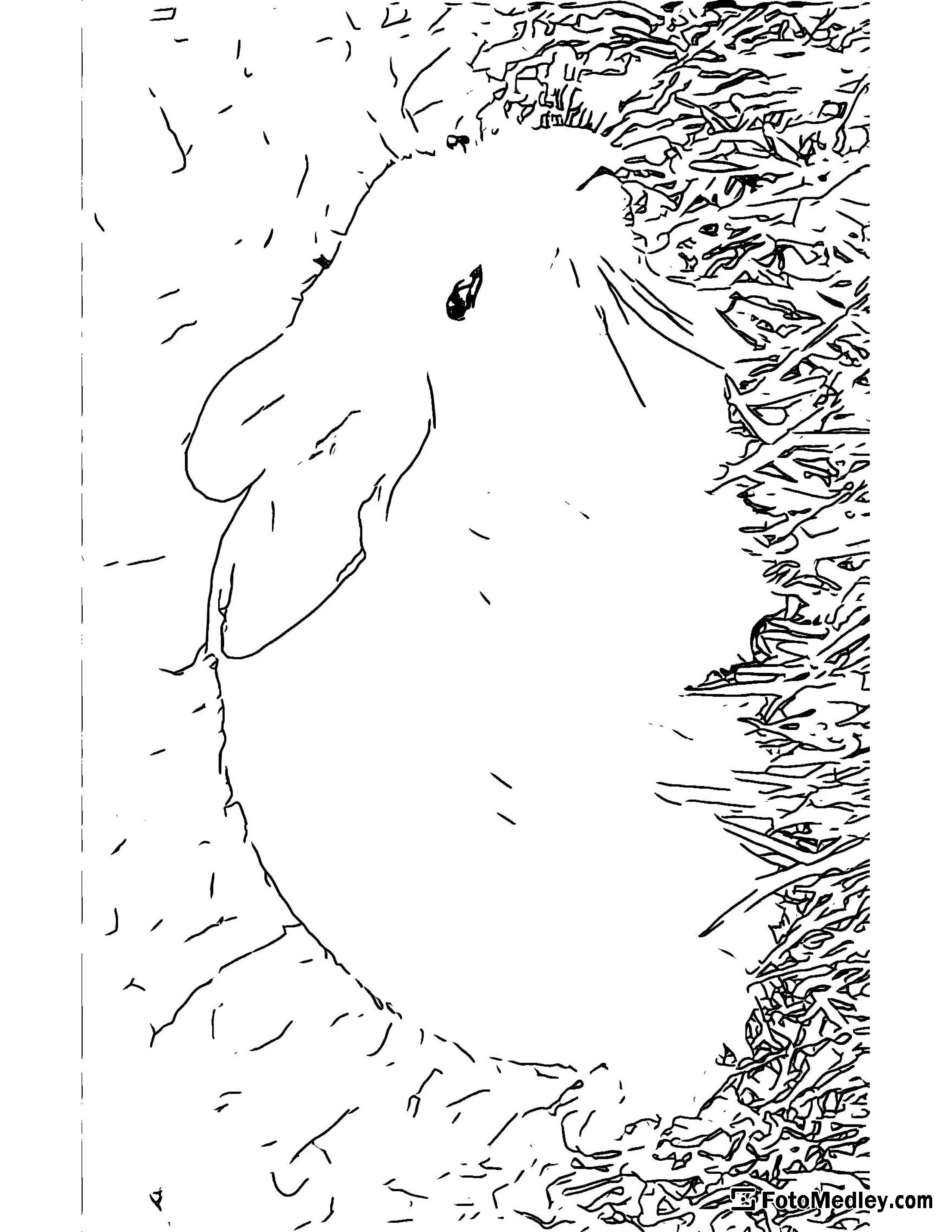 A coloring page of a white bunny rabbit in the grass.